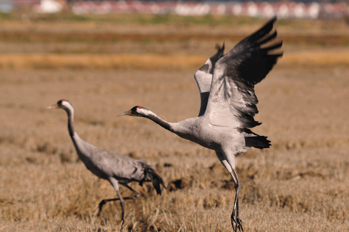 Common cranes taking flight over a field